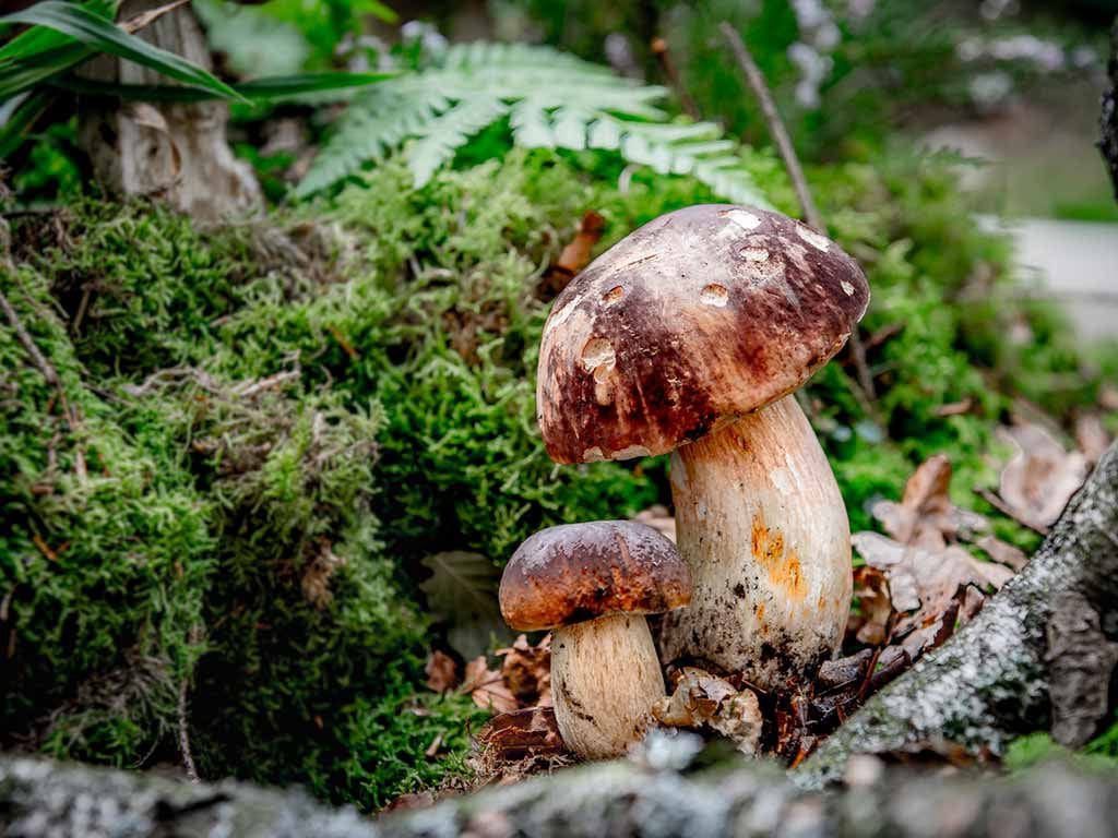 CEP
