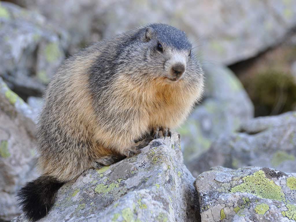 MARMOTA