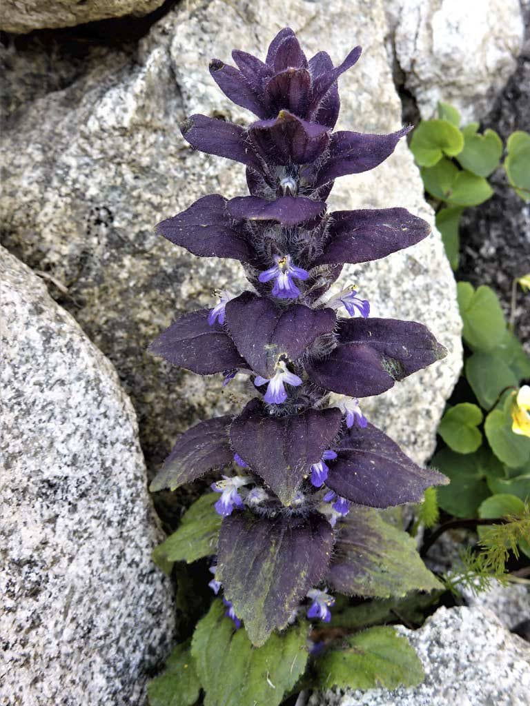ORQUIDEA