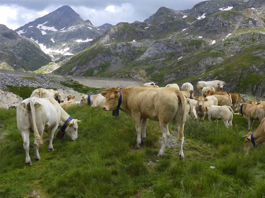 VACAS